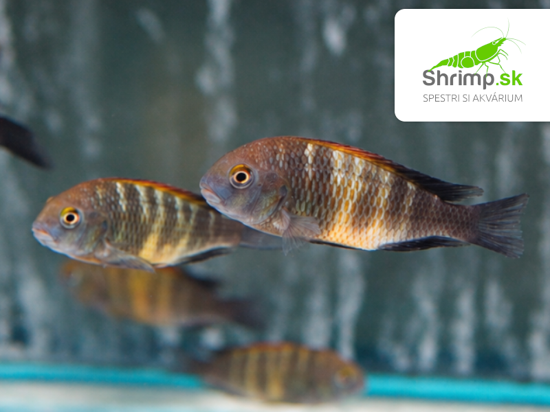 Papuľovec Black "Bemba" - Tropheus sp. black "Bemba"