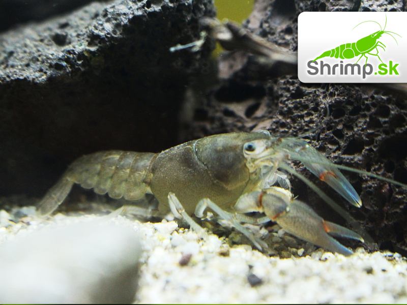 Rak Cherax destructor (6 - 7 cm)