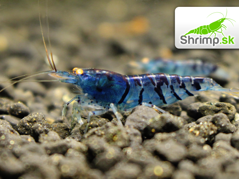 Krevetka Blue Tiger - Caridina mariae