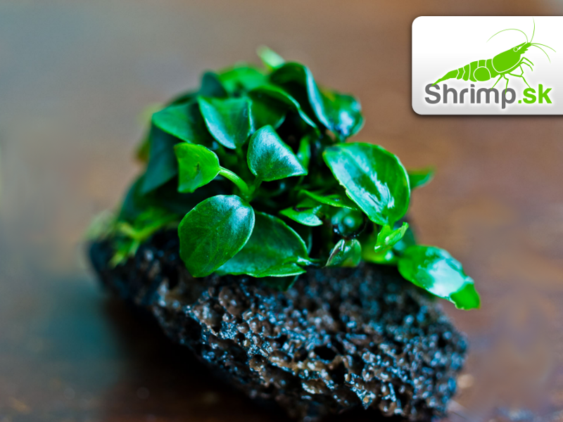 Anubias nana bonsai (micro) - košík
