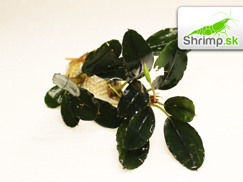 Bucephalandra 'Super Blue Central Kalimantan' - košík