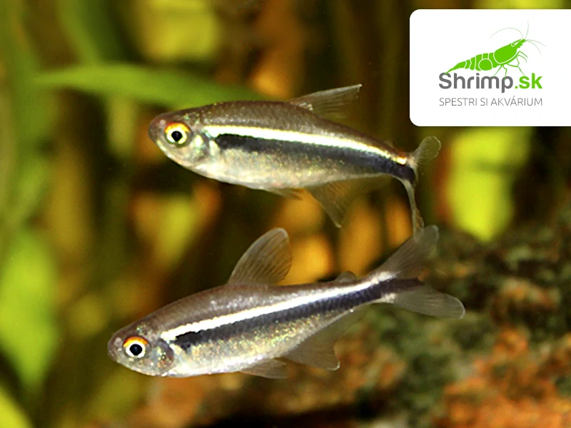 Neonka čierna 20 ks - Hyphessobrycon herbertaxelrodi