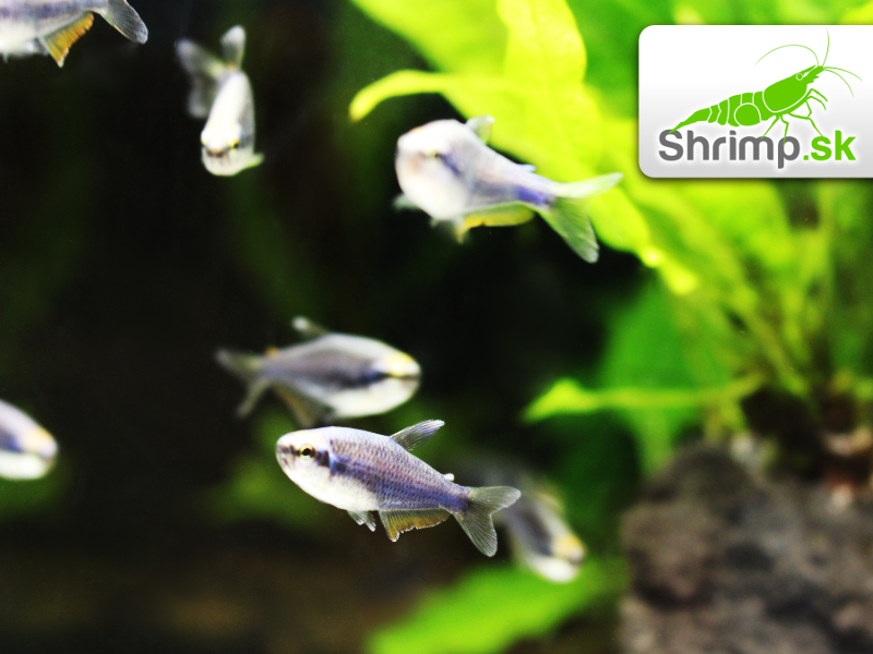 Tetra kráľovská Super blue - Inpaichthys kerri