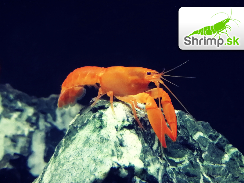 Rak Sunshine Apricot - Cherax snowden 