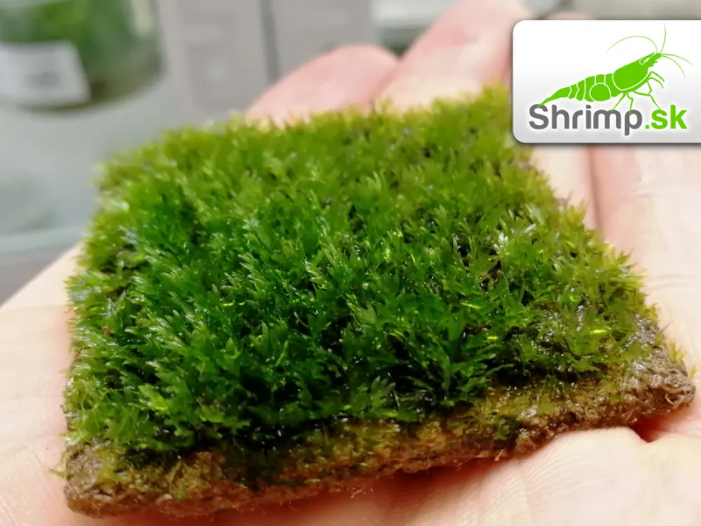 Fissidens Mini - Fissidens nobilis 5 x 5 cm