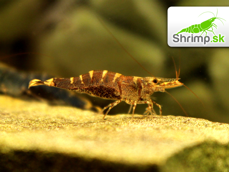 Towuti Tiger Shrimp - Caridina masapi