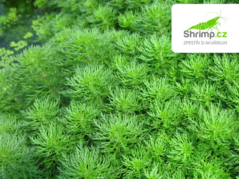 Limnophila sessiliflora - košík