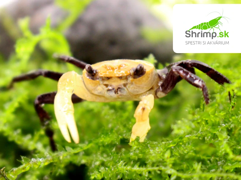 Krab Panda - Lepidothelphusa cognetti