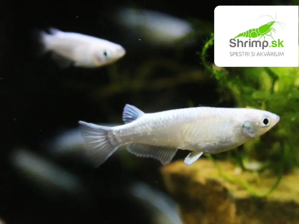 Medaka japonská metallic - Oryzias latipes metallic
