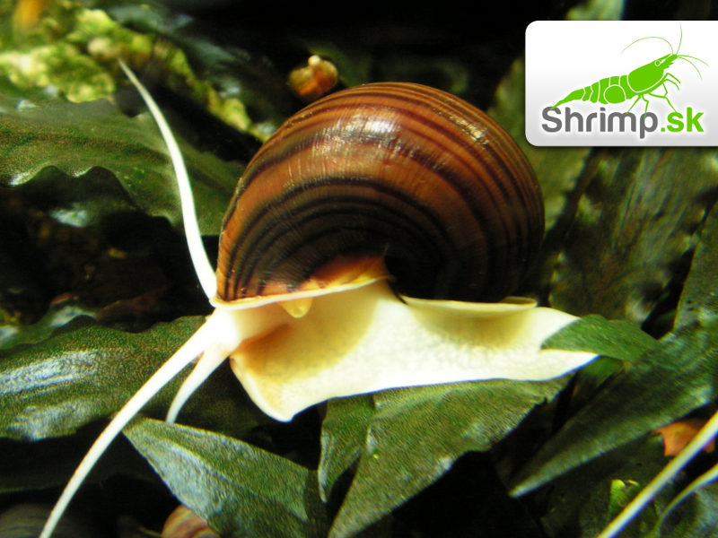Slimák Ampulária hnedá - Ampullaria australis