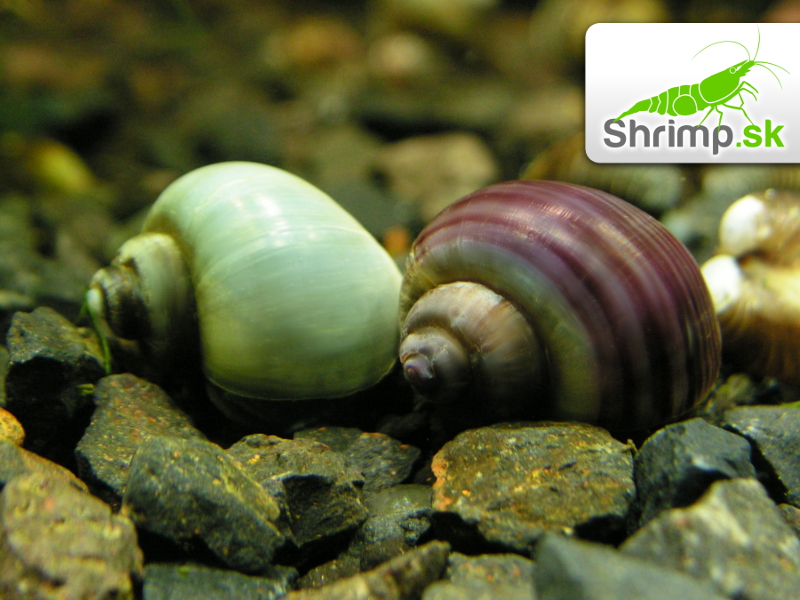 Slimák Ampulária modrá - Ampullaria australis