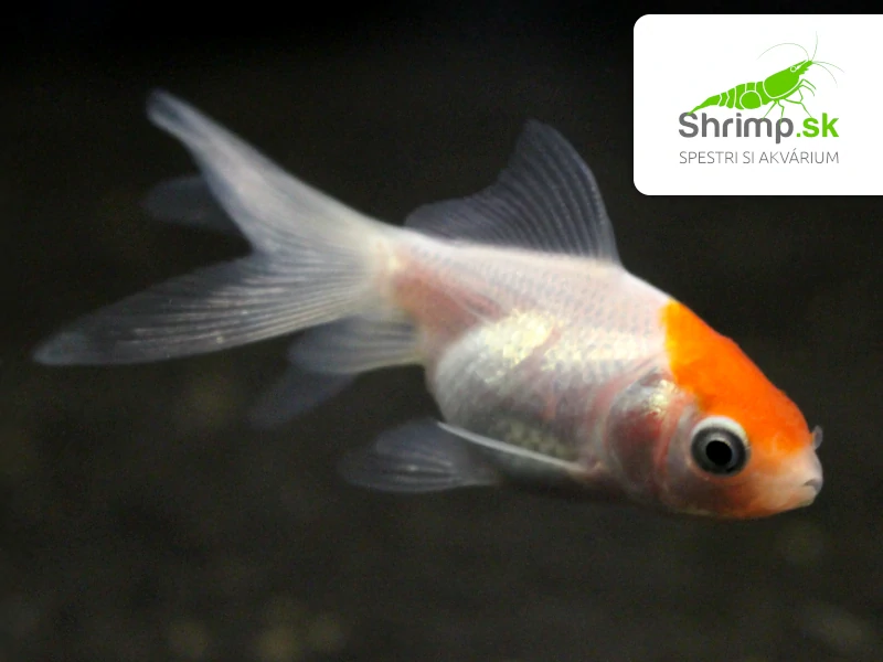 Závojnatka Red cap - Carassius auratus