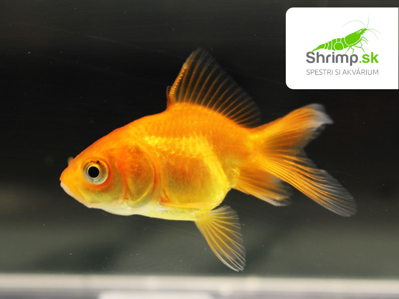 Závojnatka Red oranda - Carassius auratus