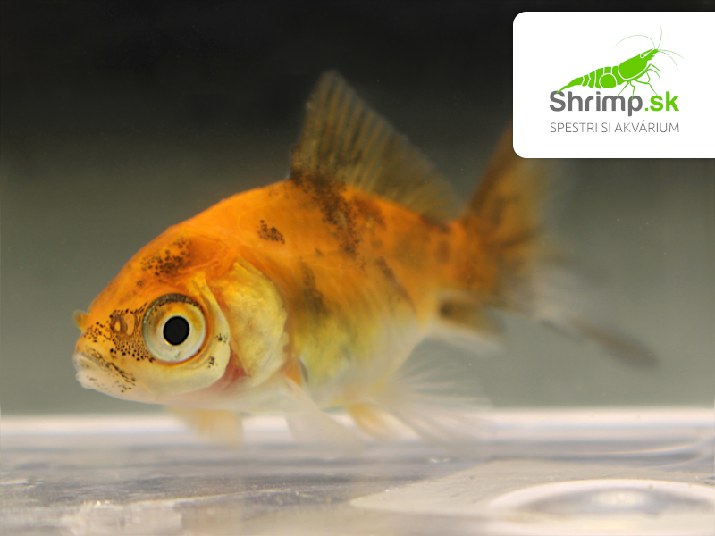 Závojnatka Calico - Carassius auratus
