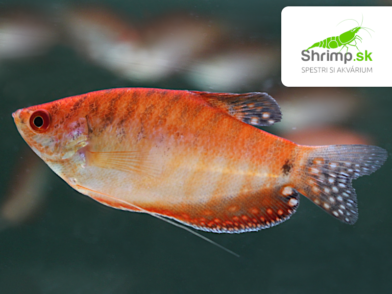 Gurama golden red eye - Trichopodus trichopterus