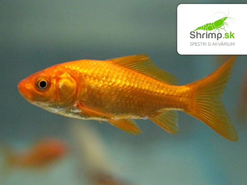 Karas červený 6-8 cm - Carassius auratus (DO JAZIERKA)