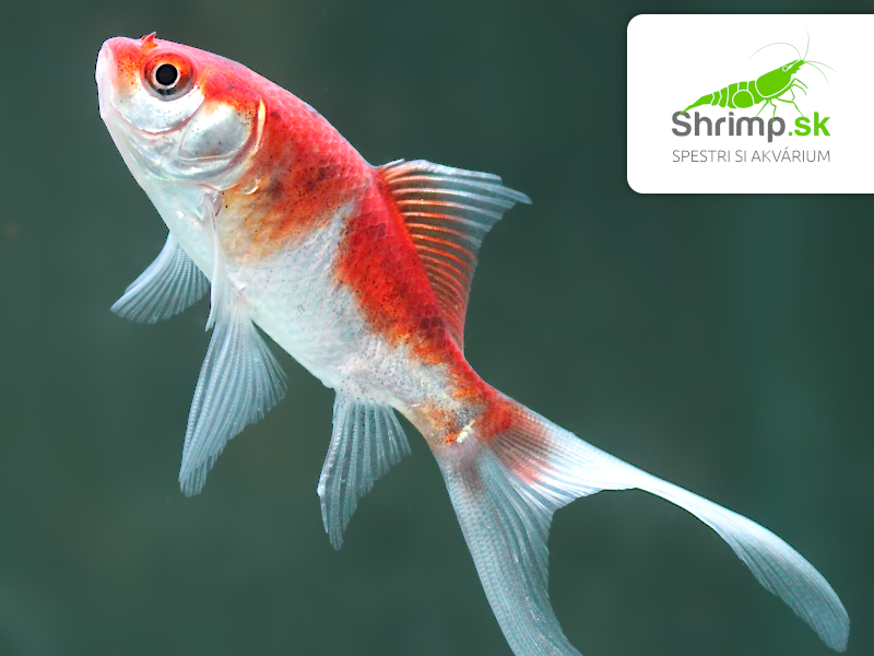 Karas Shubunkin 9-11 cm - Carassius auratus (DO JAZIERKA)