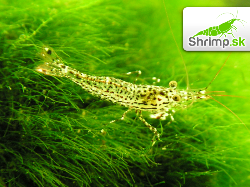 Sulawesi White orchid - Caridina sp.