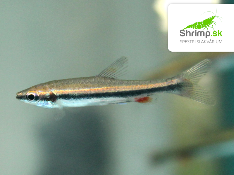 Drobnoústka Beckfordova - Nannostomus beckfordi