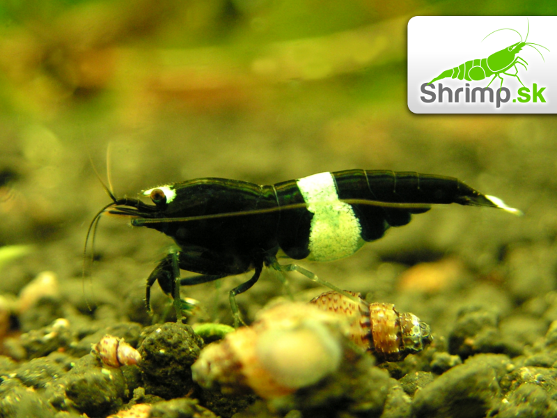 Black Panda (Caridina sp.)