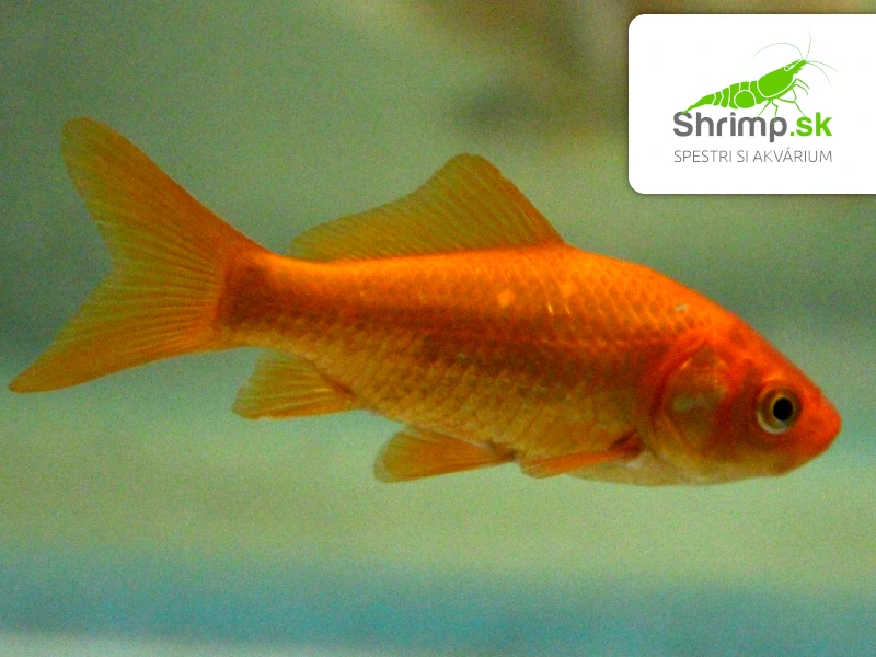 Karas červený 9-11 cm - Carassius auratus (DO JAZIERKA)