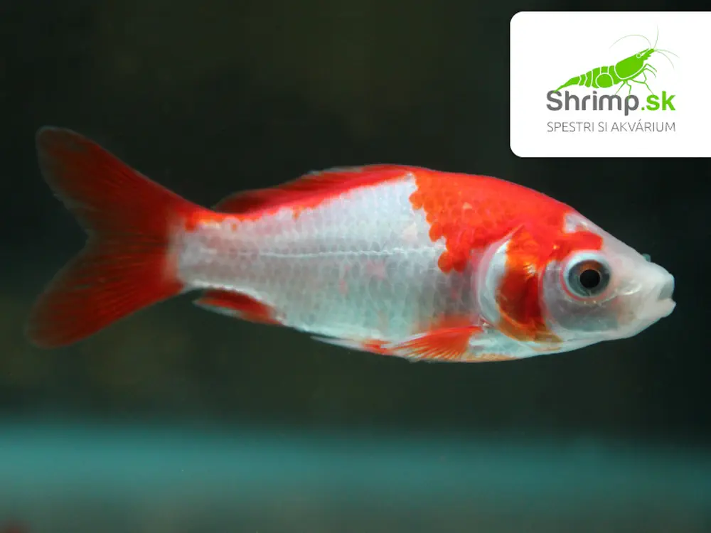 Karas červeno biely 9-11 cm - Carassius auratus (DO JAZIERKA)