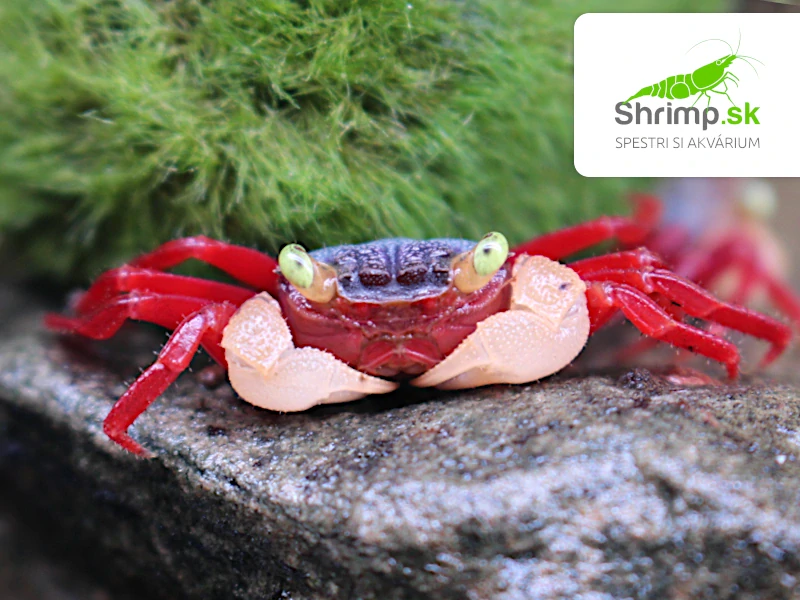 Krab Mandarin White Arm - Geosesarma pontianak