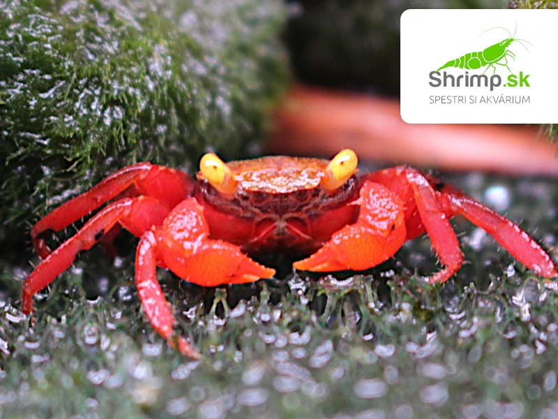 Krab Rouxi – Geosesarma cf. rouxi  