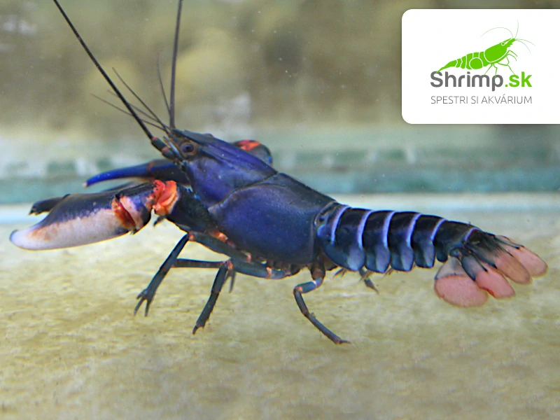 Rak Blue Kong - samec - Cherax alyciae