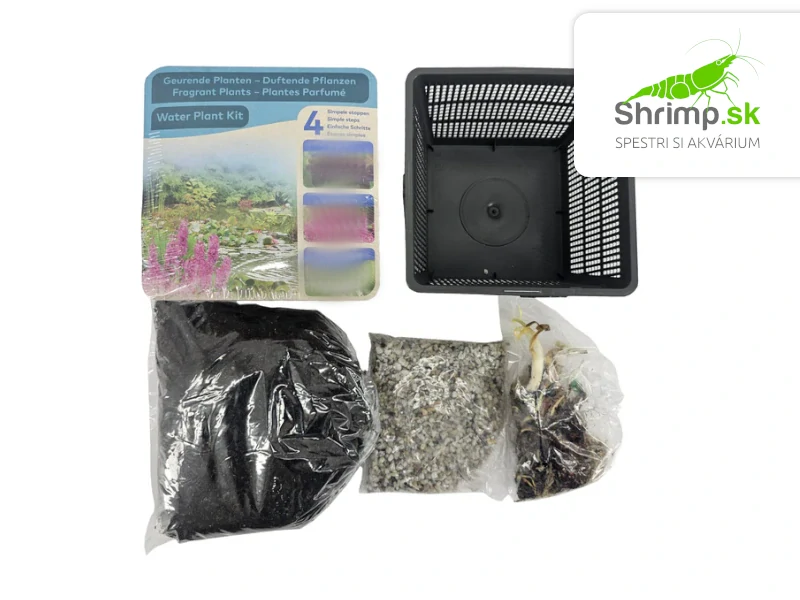 Iris pseudacorus Blue – blister 18 cm