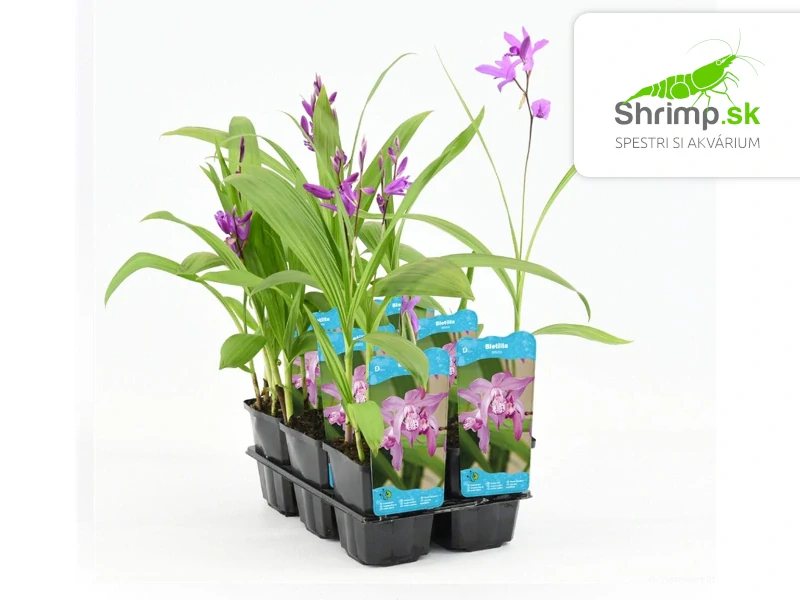 Bletilla striata – košík 9x9 cm