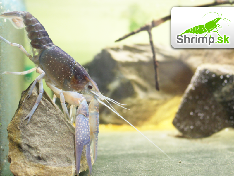 Rak floridský - Procambarus alleni