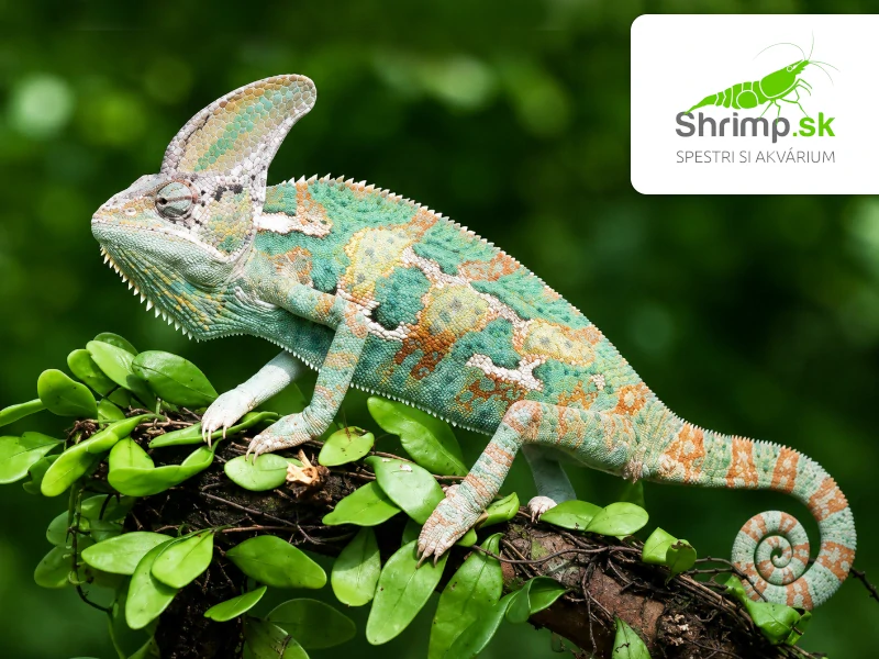 Chameleón jemenský - Chamaeleo calyptratus