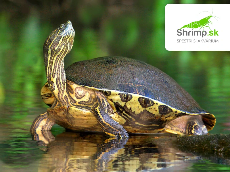 Korytnačka stredoamerická - Trachemys venusta