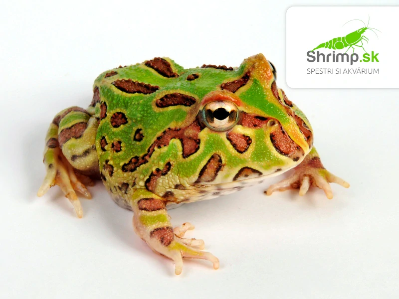Rohatka Cranwellova - Ceratophrys cranwelli