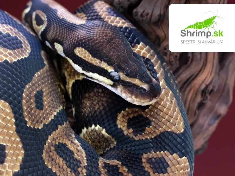 Pytón kráľovský – Python regius