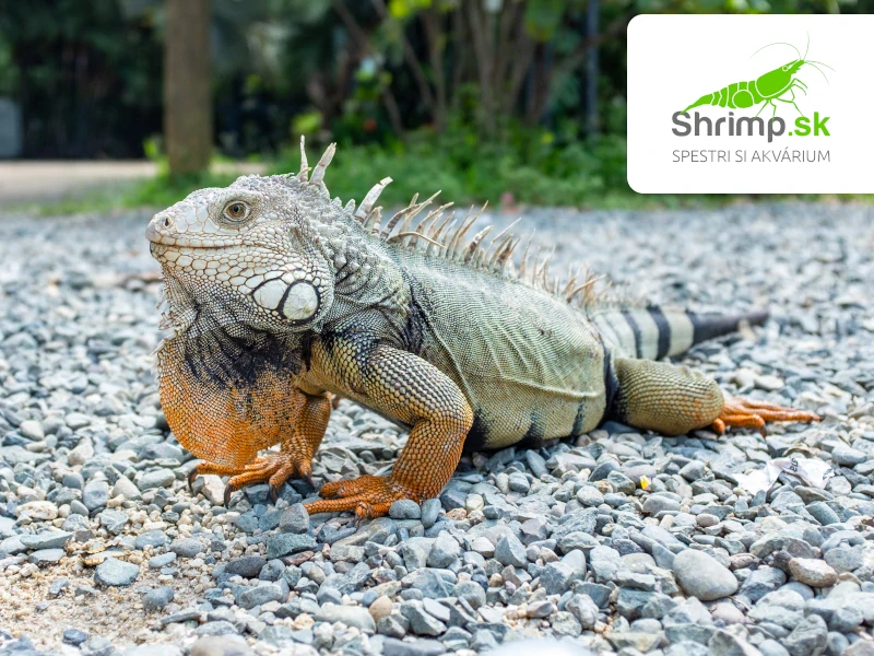 Leguán zelený – Iguana iguana