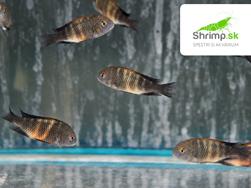 Papuľovec Black "Bemba" - Tropheus sp. black "Bemba"