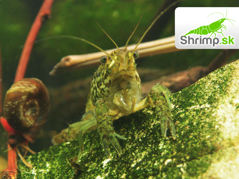 Rak mramorový (Procambarus fallax)