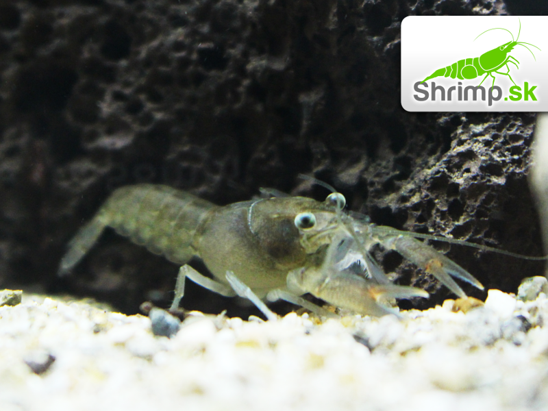 Rak Cherax destructor (6 - 7 cm)