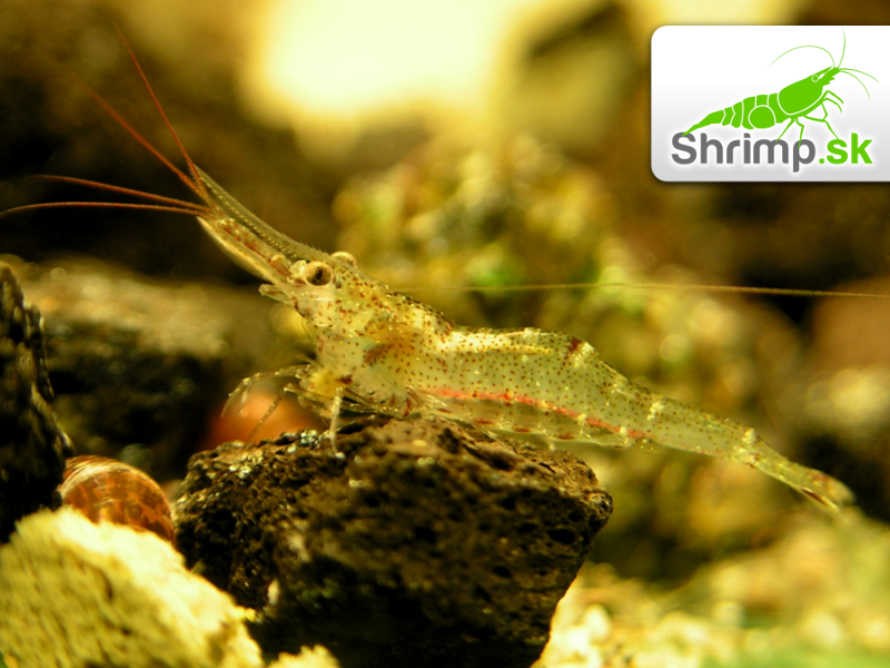 Krevetka Red Morph - Caridina ensifera