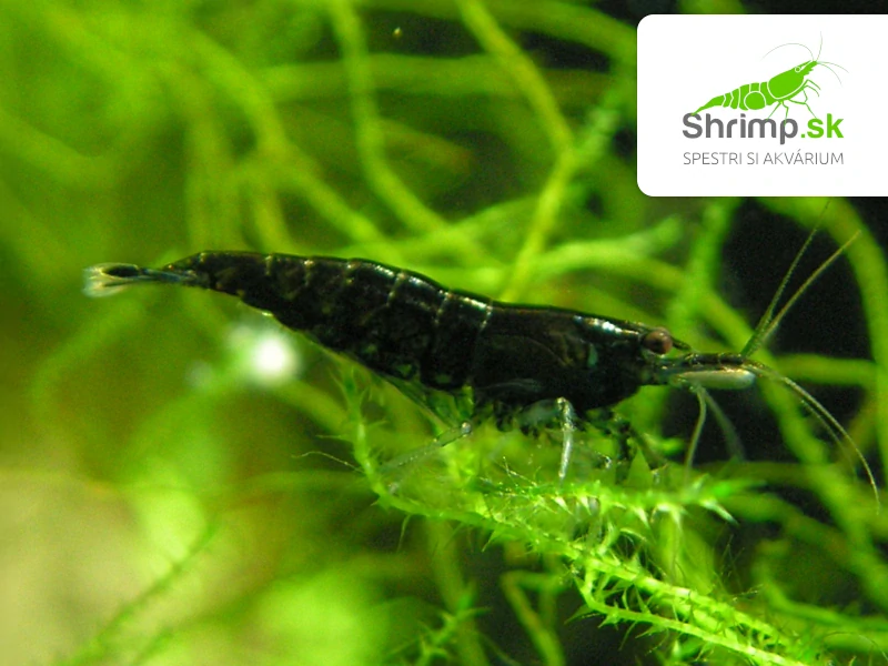 Black rose - Neocaridina davidi