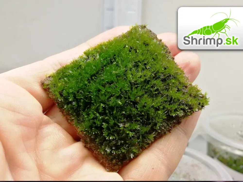 Fissidens Mini - Fissidens nobilis 5 x 5 cm
