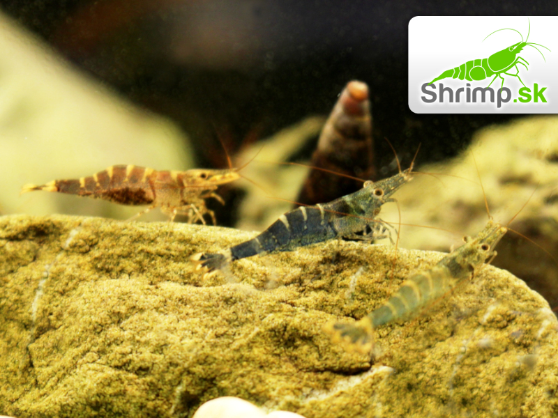 Towuti Tiger Shrimp - Caridina masapi
