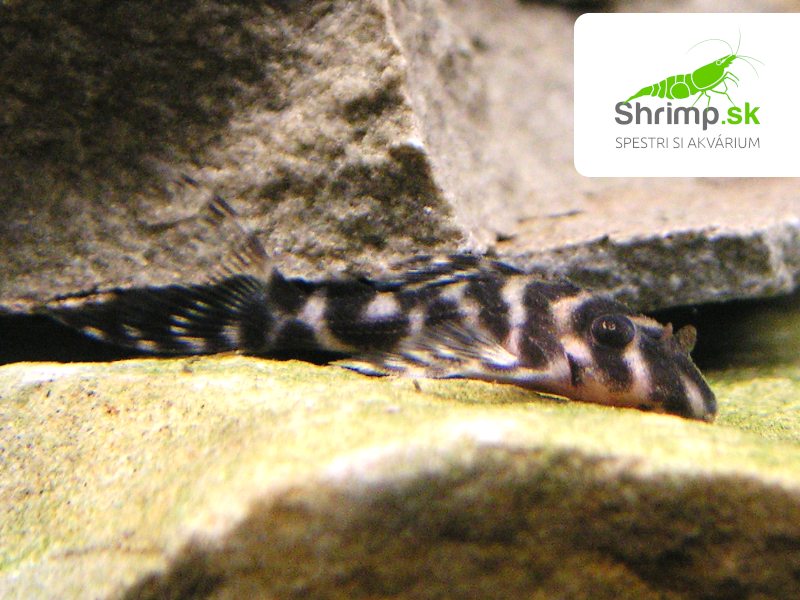 Prísavník King tiger pleco L066 (2-3 cm) - Hypancistrus sp. L066