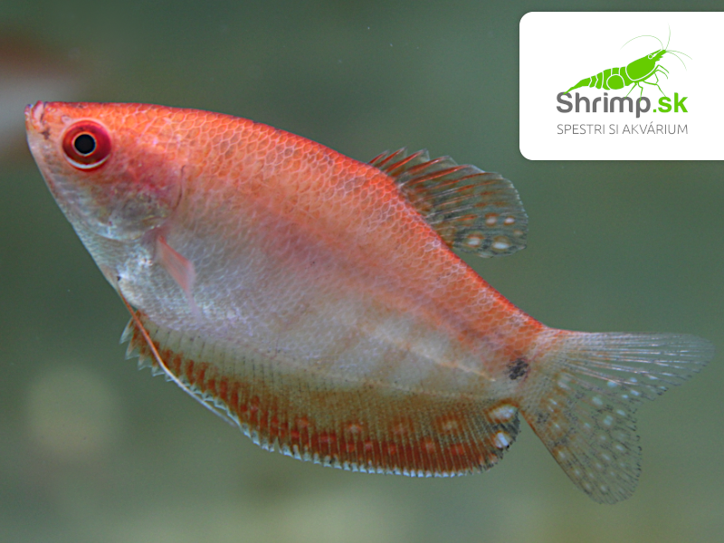 Gurama golden red eye - Trichopodus trichopterus
