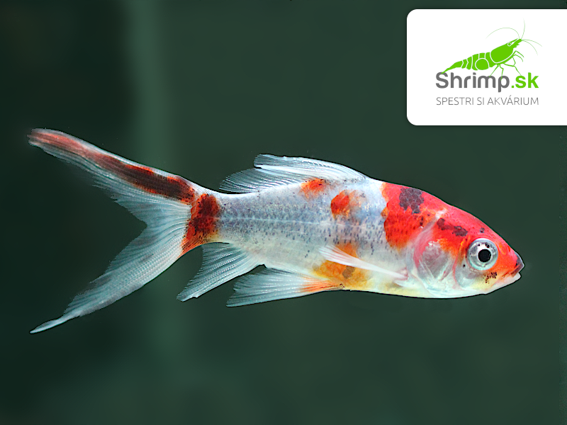 Karas Shubunkin 9-11 cm - Carassius auratus (DO JAZIERKA)