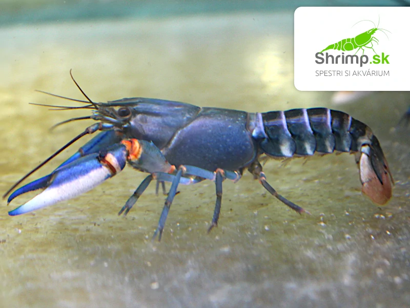 Rak Blue Kong - samec - Cherax alyciae