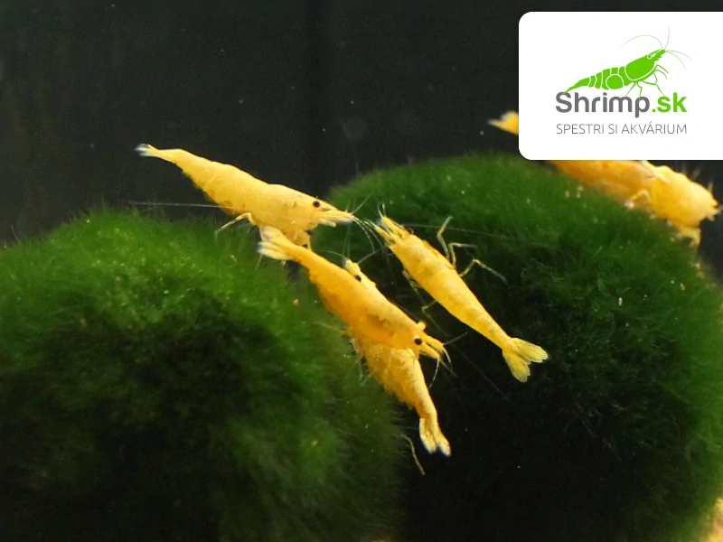Yellow fire 10 ks - Neocaridina davidi