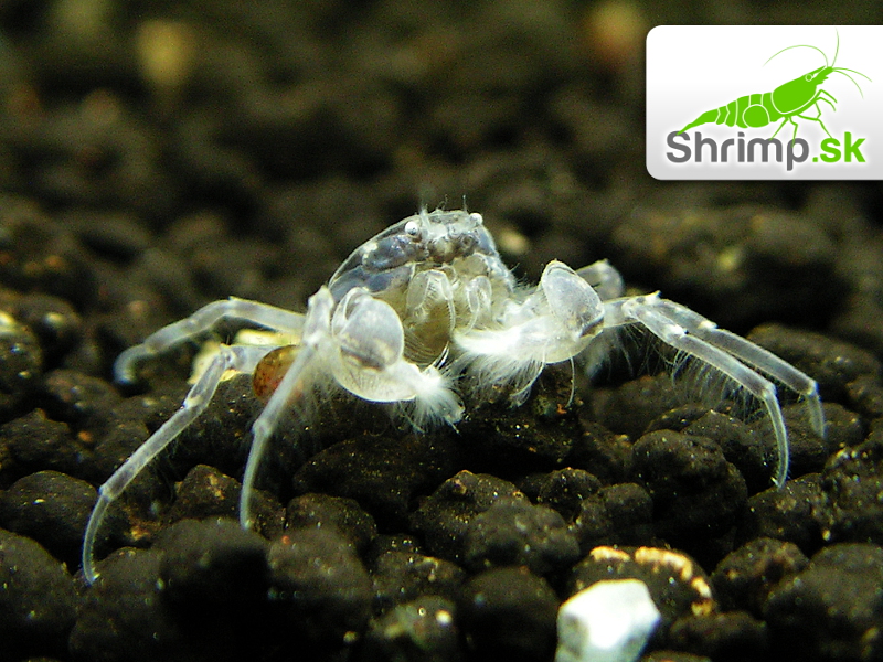 Mikro Krab - Limnopilos naiyanetri